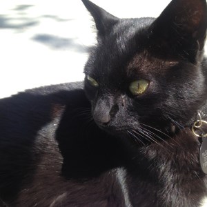 Ninja - the saddest of many sad goodbyes.