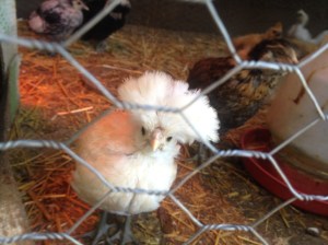 A young chick with a mohawk, as yet too small to be terrorized by the rooster.