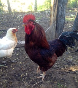 The King of Hearts and one of his victims.