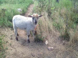 Obi-Wan looks wanly at the camera.